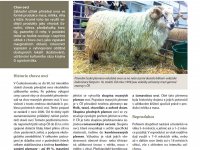 Kapitola Chov ovcí