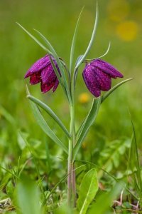 Fritillaria