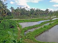 Farma na indonéském ostrově Lombok, kde jsou mimo jiné chováni i raci červenoklepetí