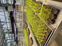 Testování herbicidní rezistence jílku tuhého probíhá ve sklenících FAPPZ ČZU