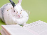 Nové směry v intenzivních a zájmových chovech králíků