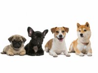 Hledáme psí parťáky! Váš pes či štěně pomůže prozkoumat psí komunikační  signály