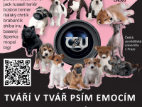 Hledáme psí parťáky! Váš pes či štěně pomůže prozkoumat psí komunikační  signály