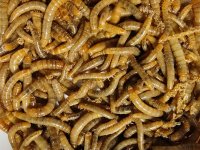 DNA v kuchyni: Jak odhalit jedlý hmyz v potravinách