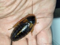 DNA v kuchyni: Jak odhalit jedlý hmyz v potravinách