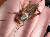 DNA v kuchyni: Jak odhalit jedlý hmyz v potravinách