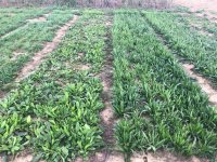 Publikace vědců FAPPZ vyšla v časopise Science