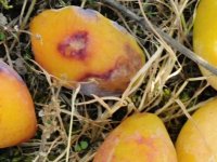 TIPALA - předčasně spadlé plody napadené tmavkou