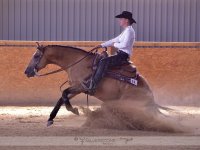 American Quarter Horse