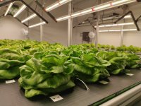 Saláty pěstované v bezpůdních systémech
