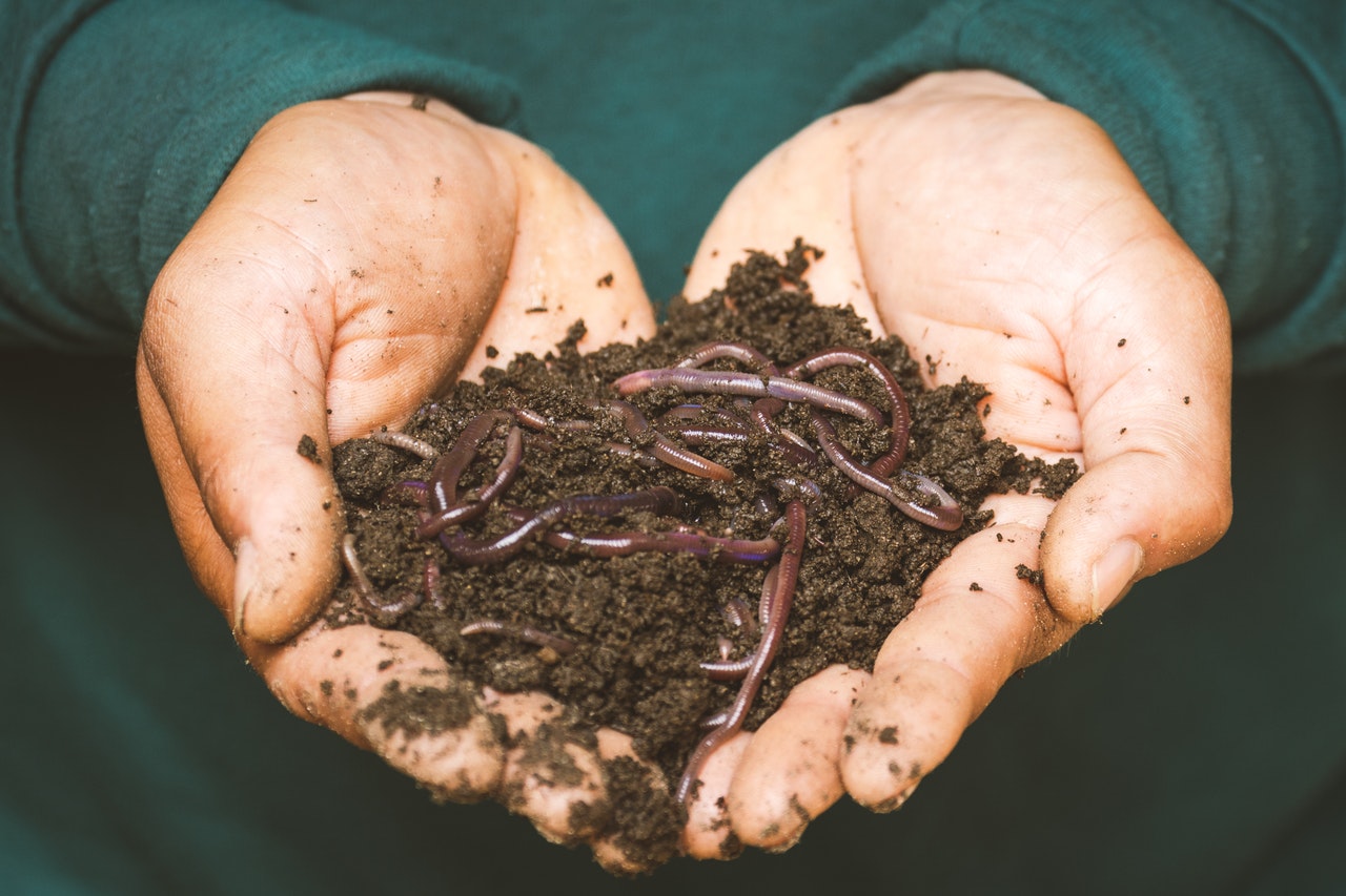 Sustainable Agriculture and Food Security