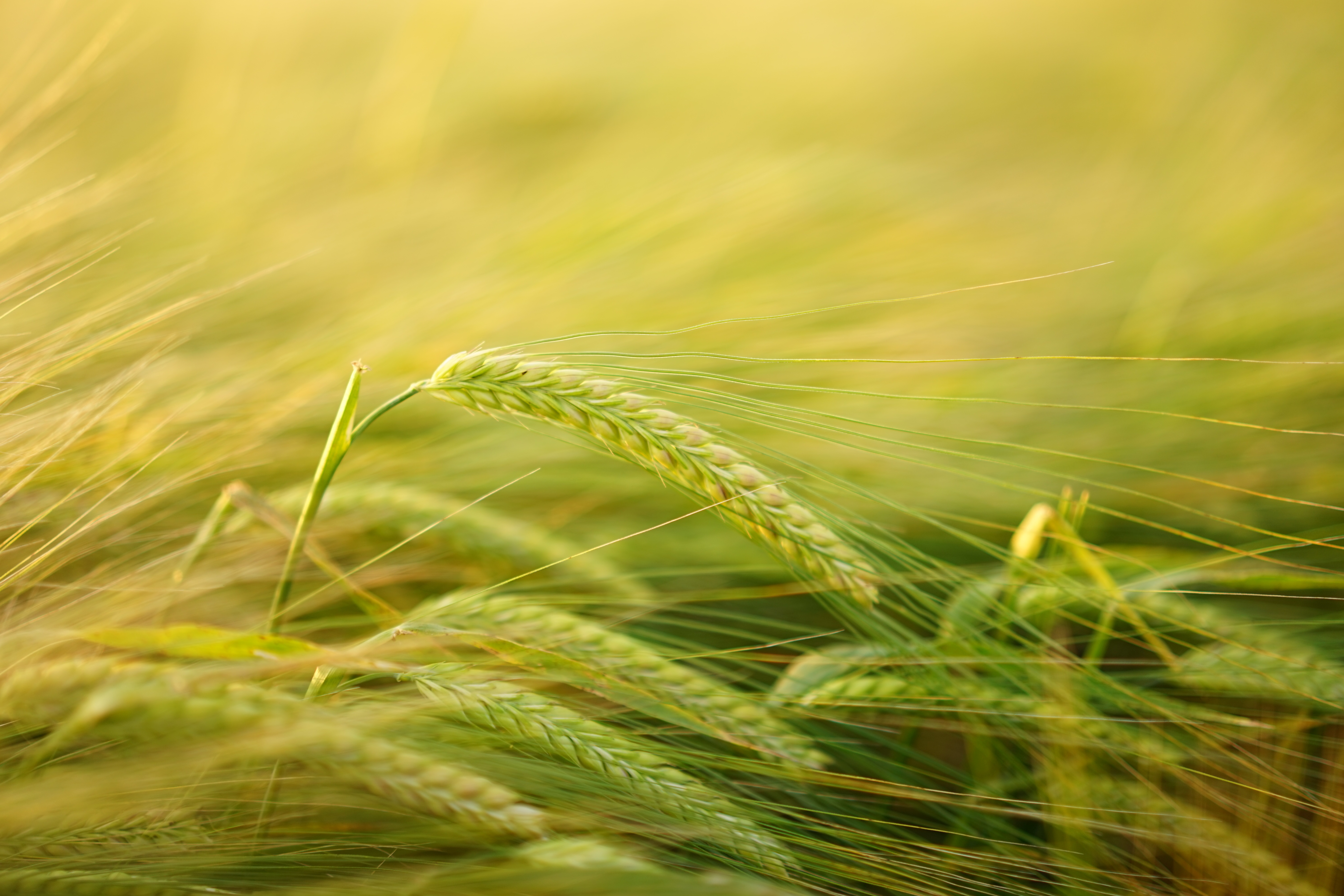Danube AgriFood Master